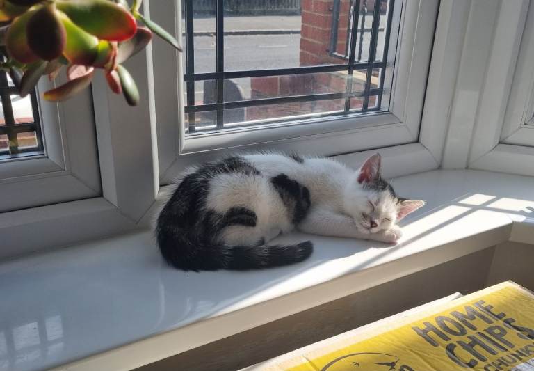 Kitten