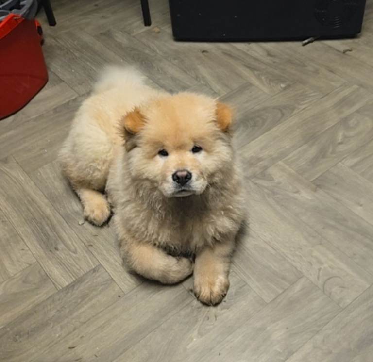 Chow chow for sale