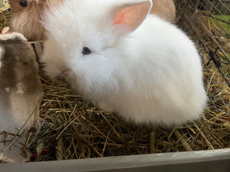 Lionhead Rabbits