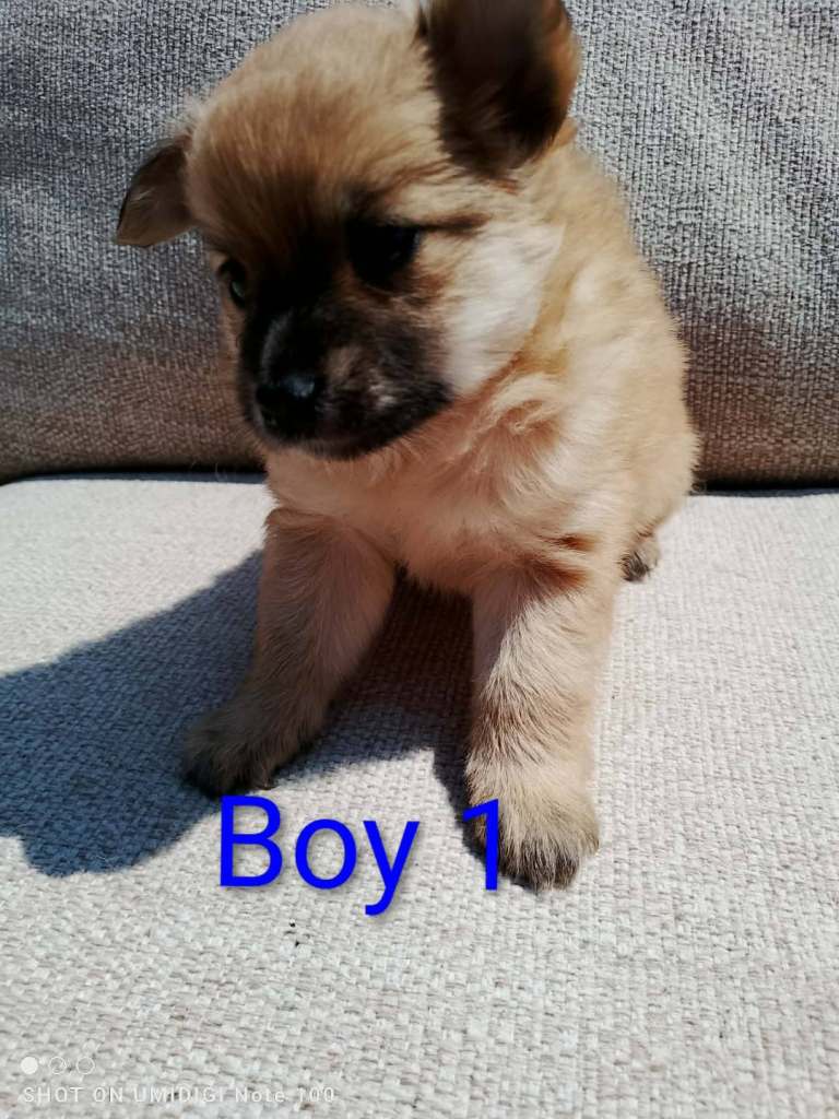 Pomeranian puppy 