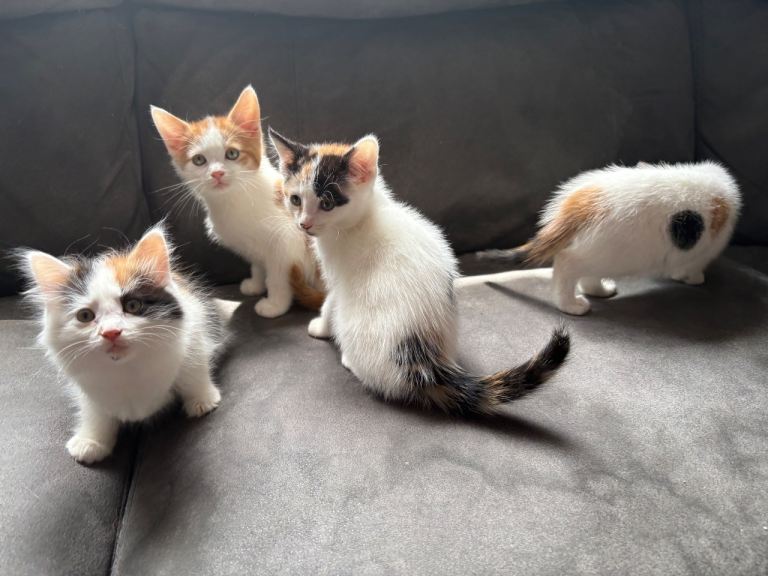 Fluffy ginger black and white kittens.