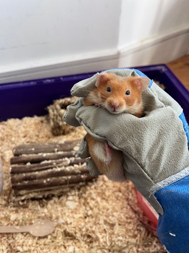 Syrian hamster 