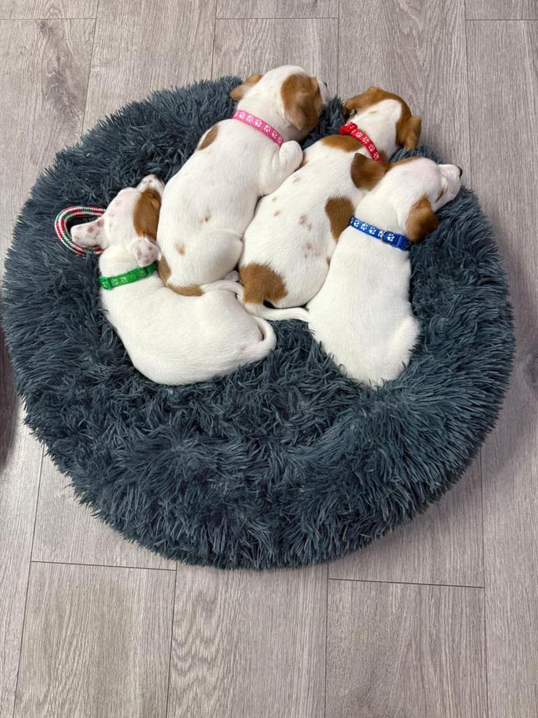 8 Week Old Jack Russel Puppies 