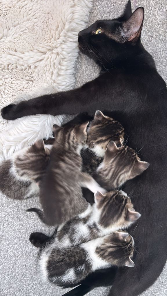 Kittens for sale- only 2 females left. 