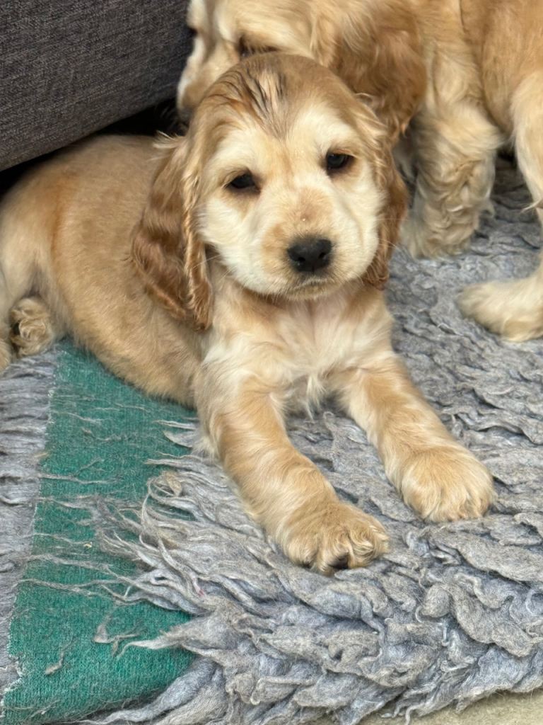 Cocker Spaniel puppies 
