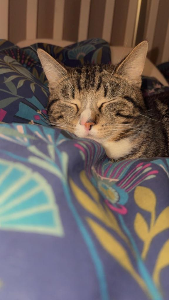 Male Cat 16 months old 