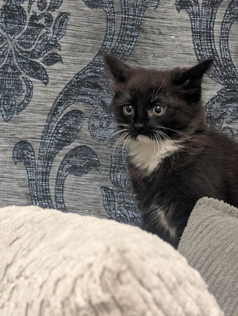 Kitten's for sale 