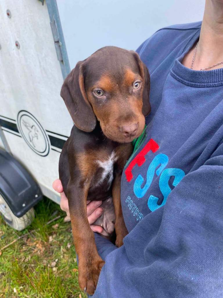 Gorgeous pattercock puppies ready now show cocker spaniel x patterdale 