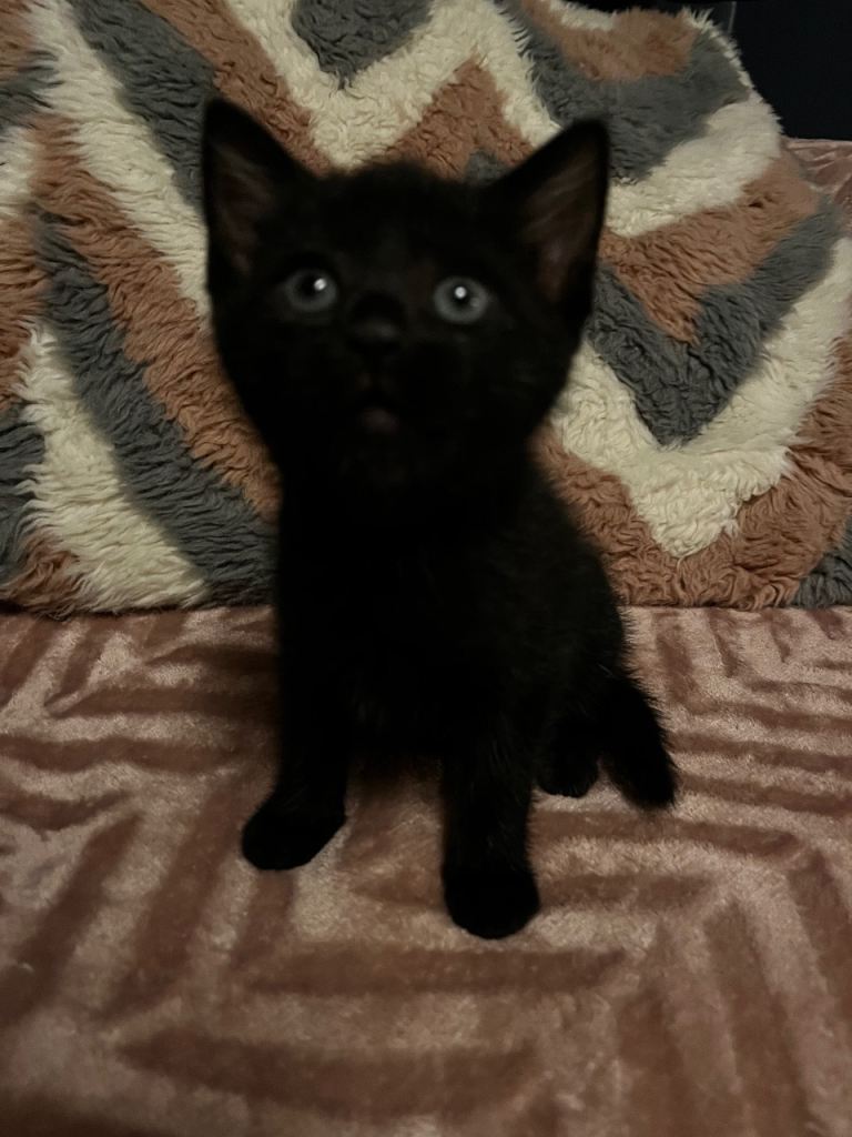 Kittens