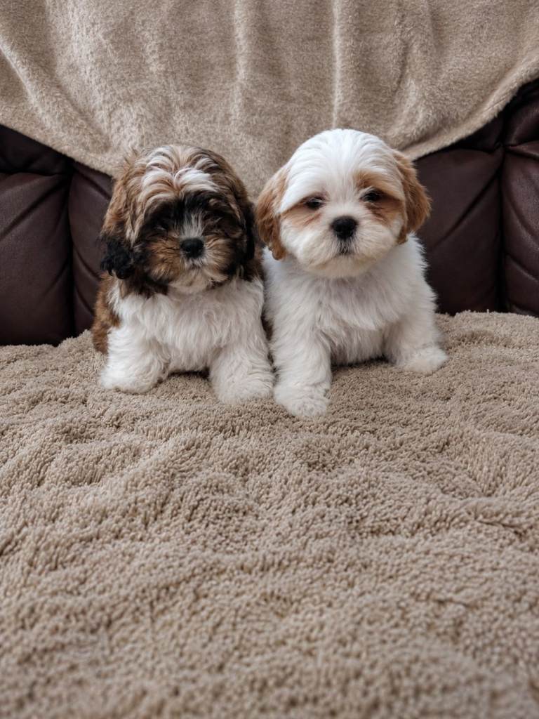 Mini shih Tzu puppys