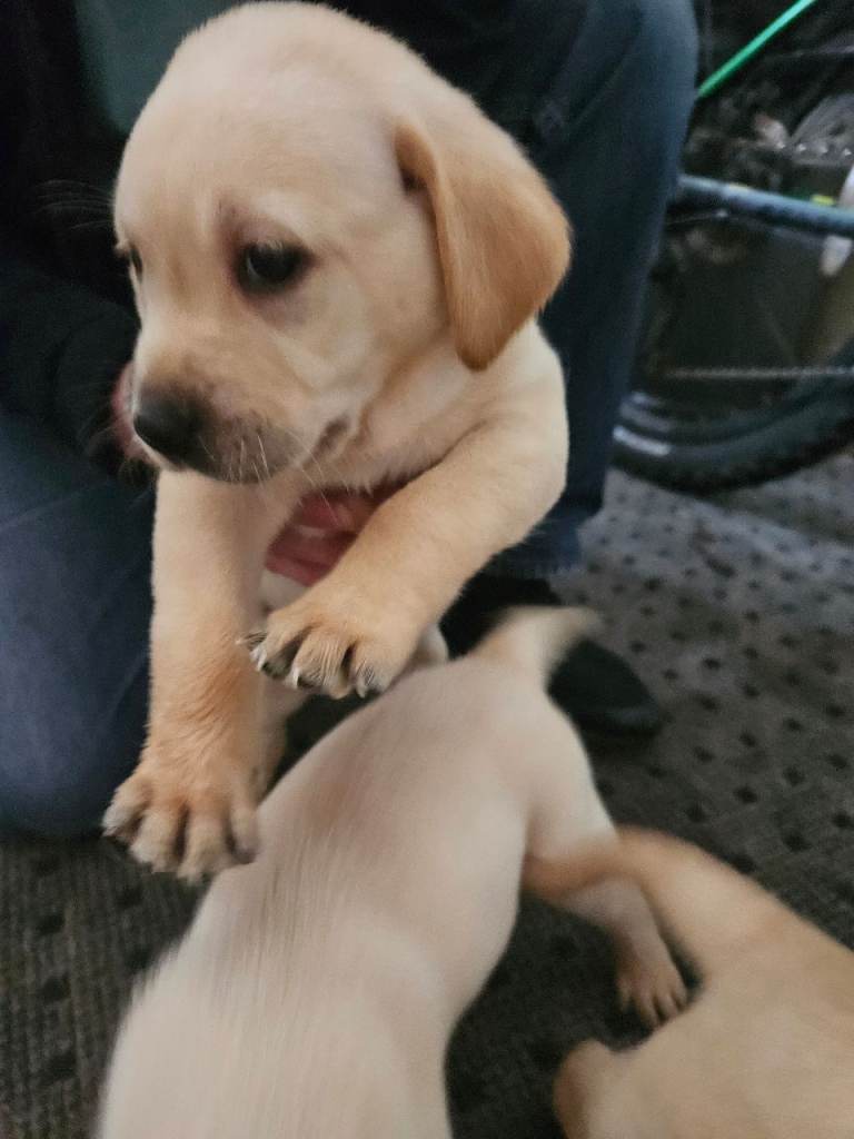 Labrador Puppies for sale 