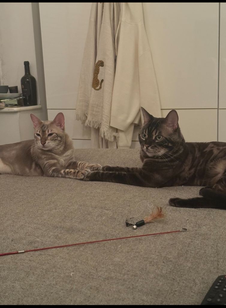 Beautiful Bengals 