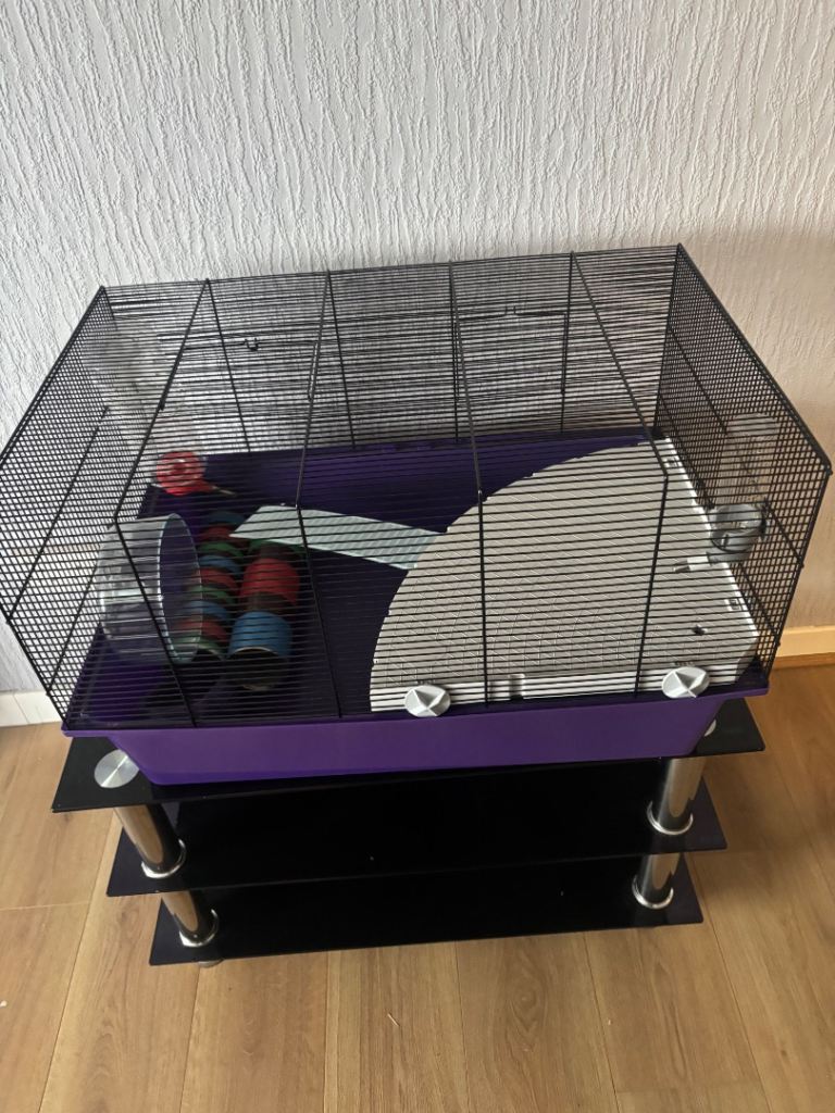 Guinea Pig/ Rat Xage