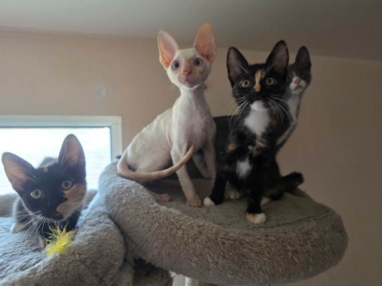 Kittens 13weeks old