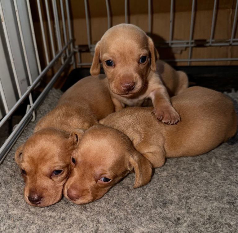 Gorgeous miniature dachshund puppies!!!