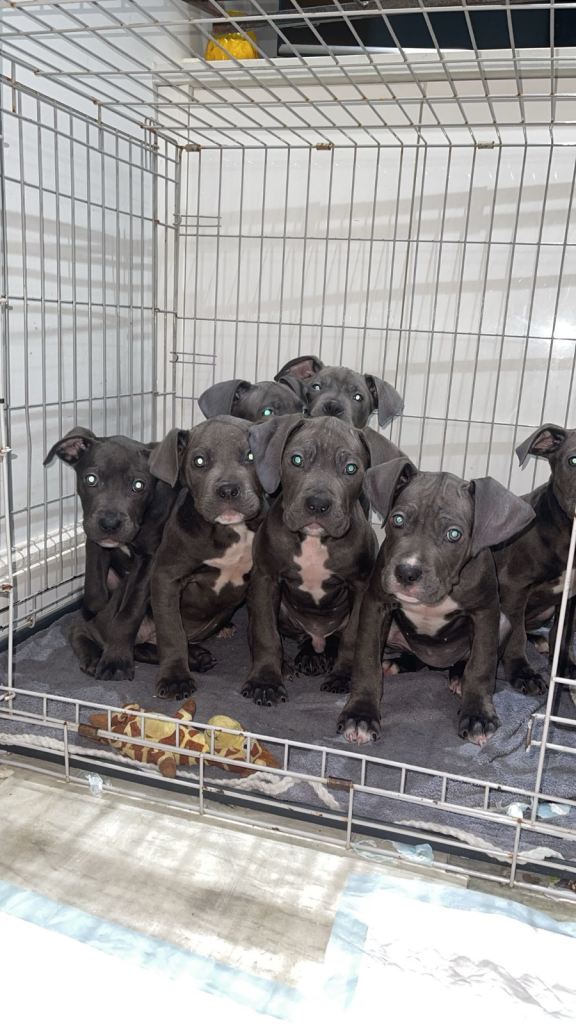 Cane corso mastiff.         ( mix )