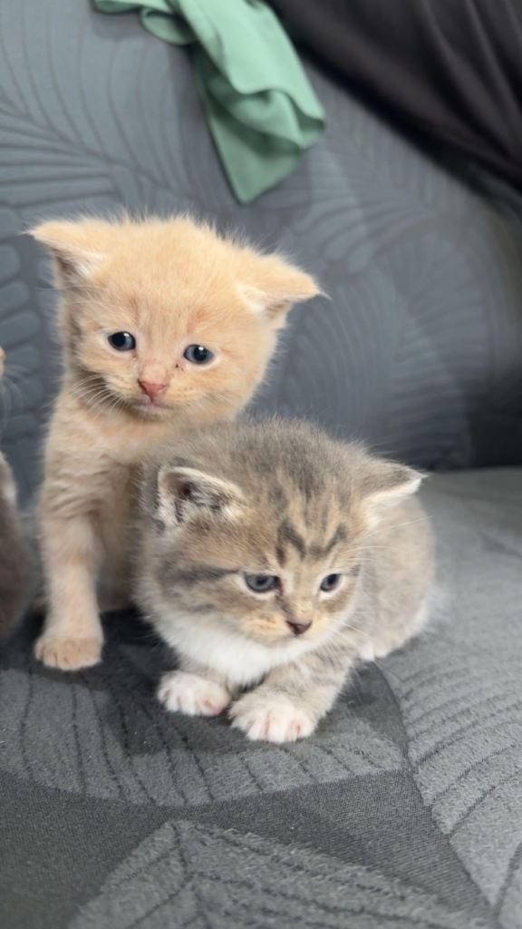 Adorable 4 Kittens Ready for Loving Homes