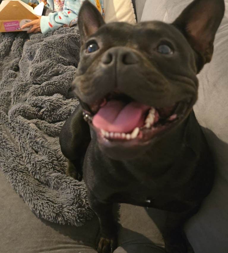 Staffie x frenchie (Fraffy)