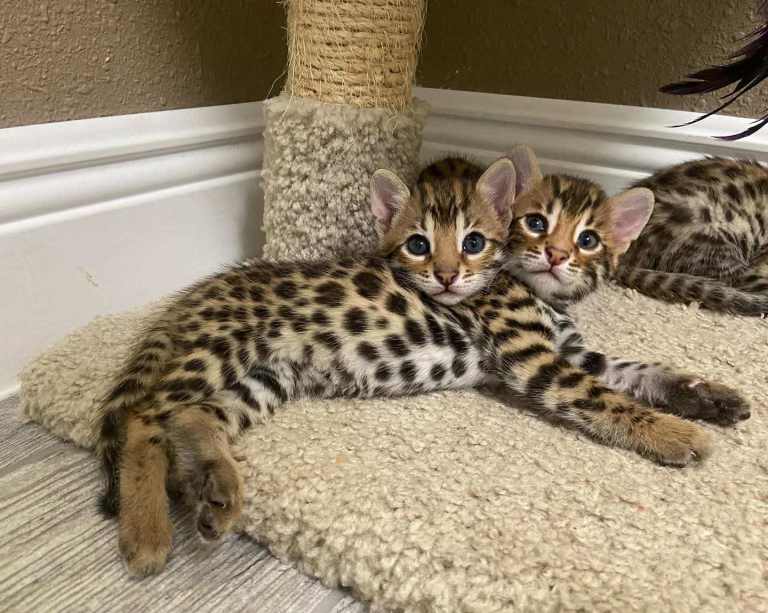 Stunning Bengal Kittens
