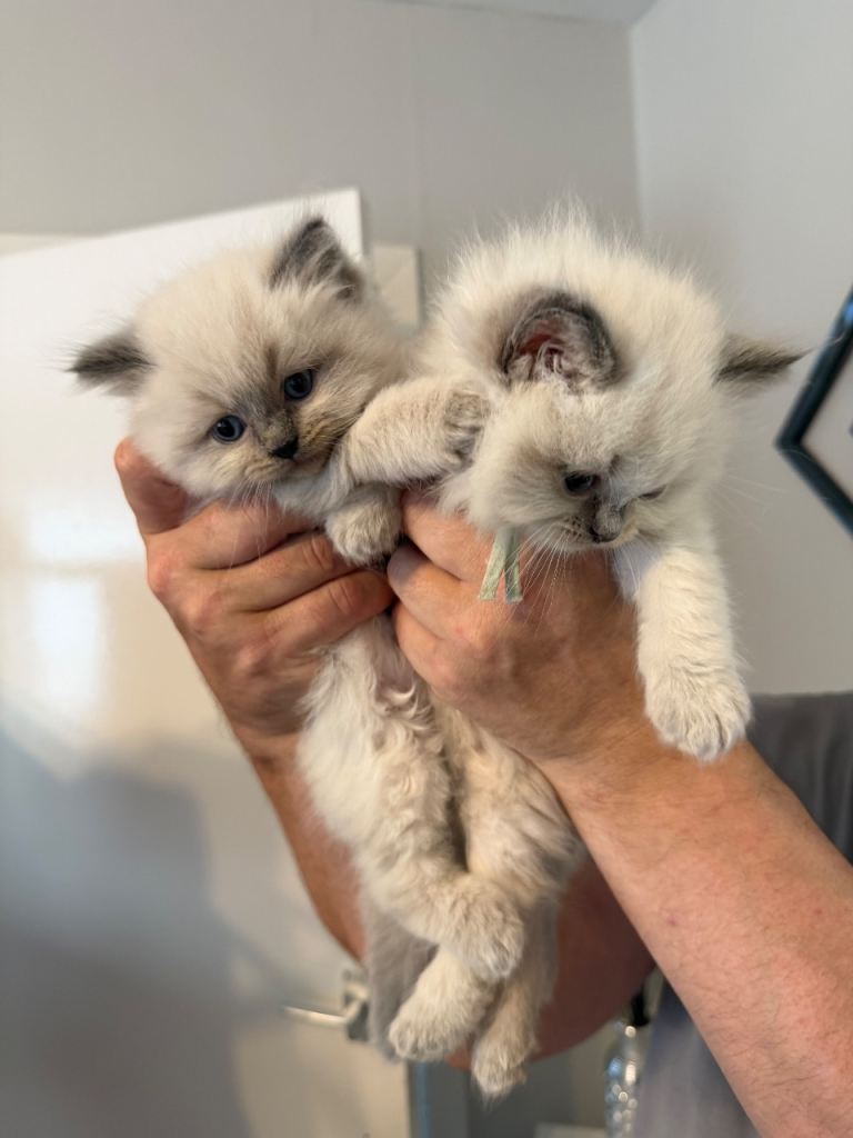 Ragdoll kittens