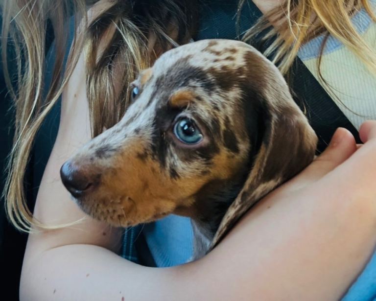 Miniature Dachshund Puppy