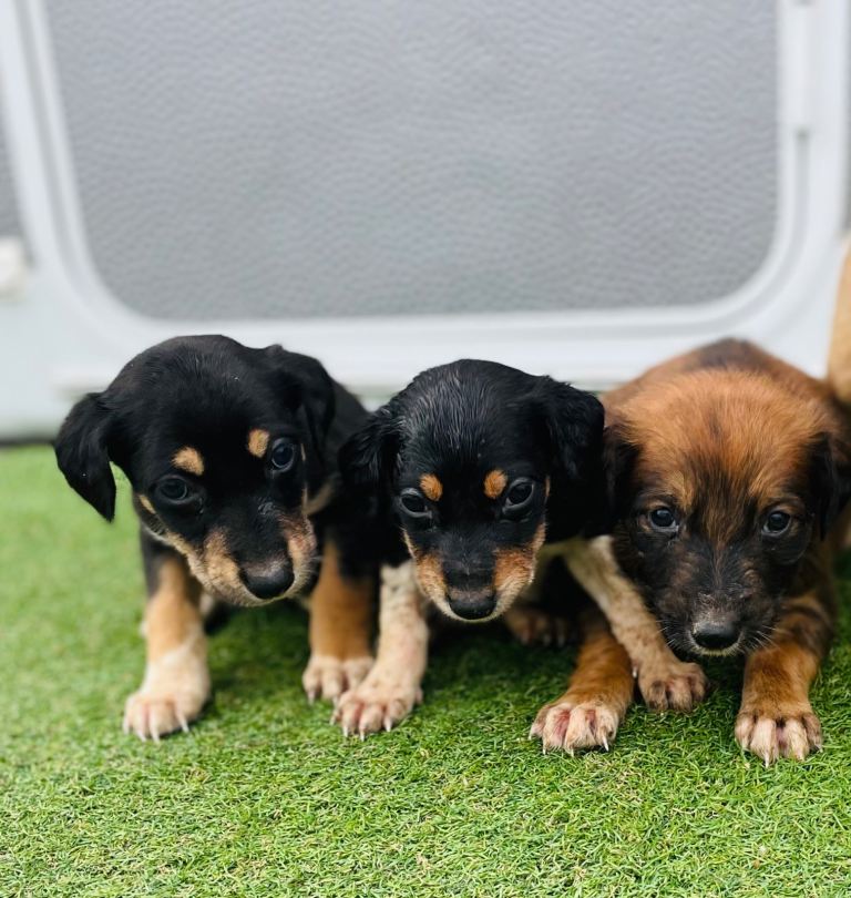 Suzuki greyhound TWO BOYS LEFT 