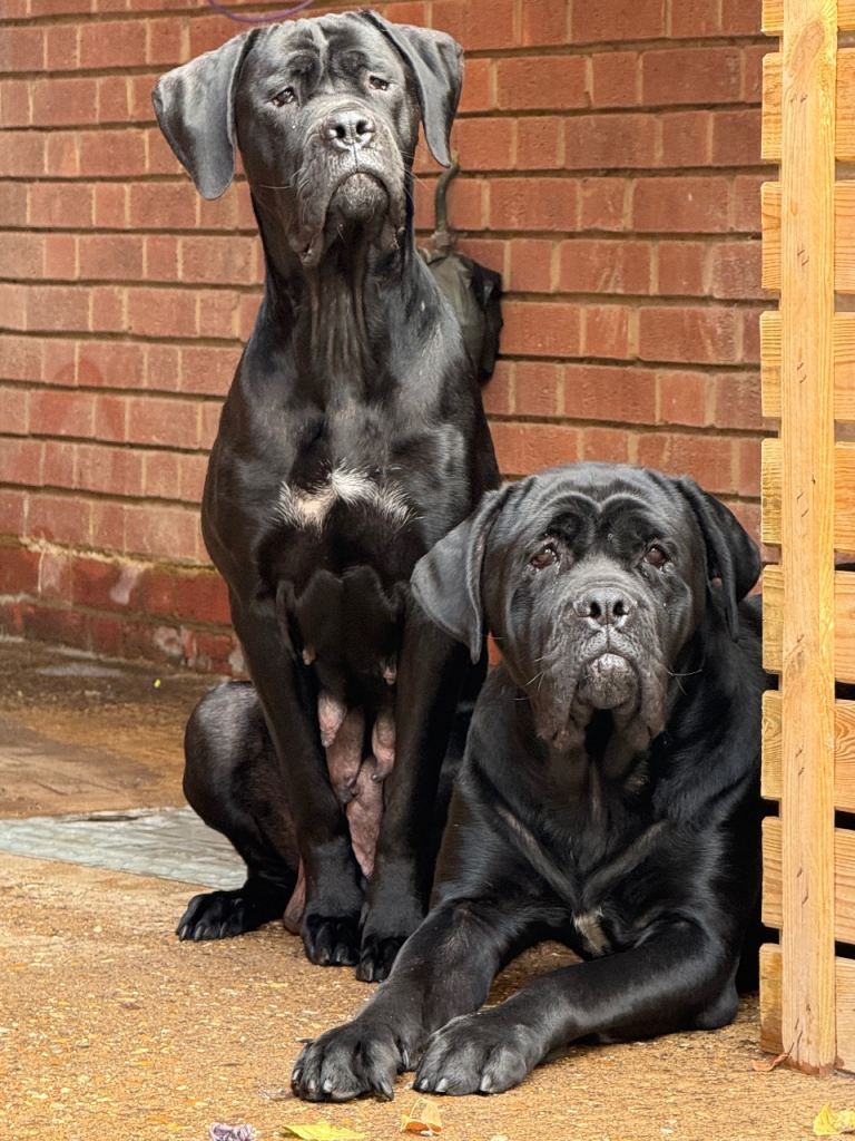 Cane Corso Puppies 6 females & 4 males