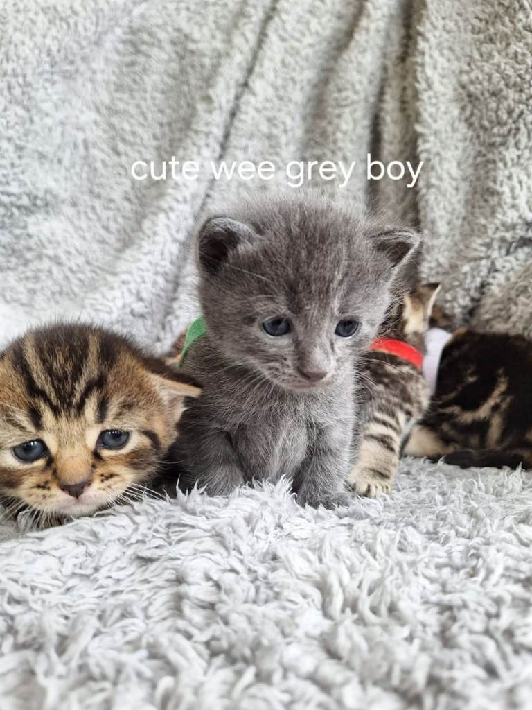 Kittens