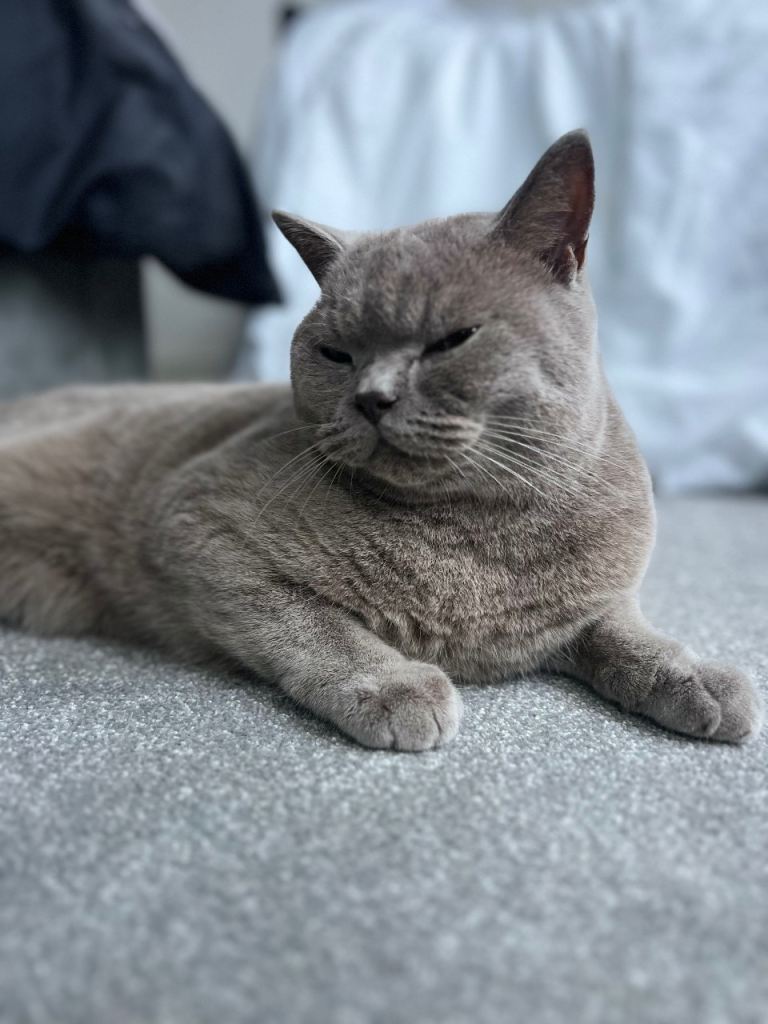 British shorthair male 