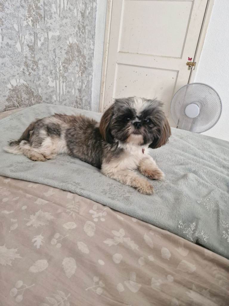 Shihtzu  female pup