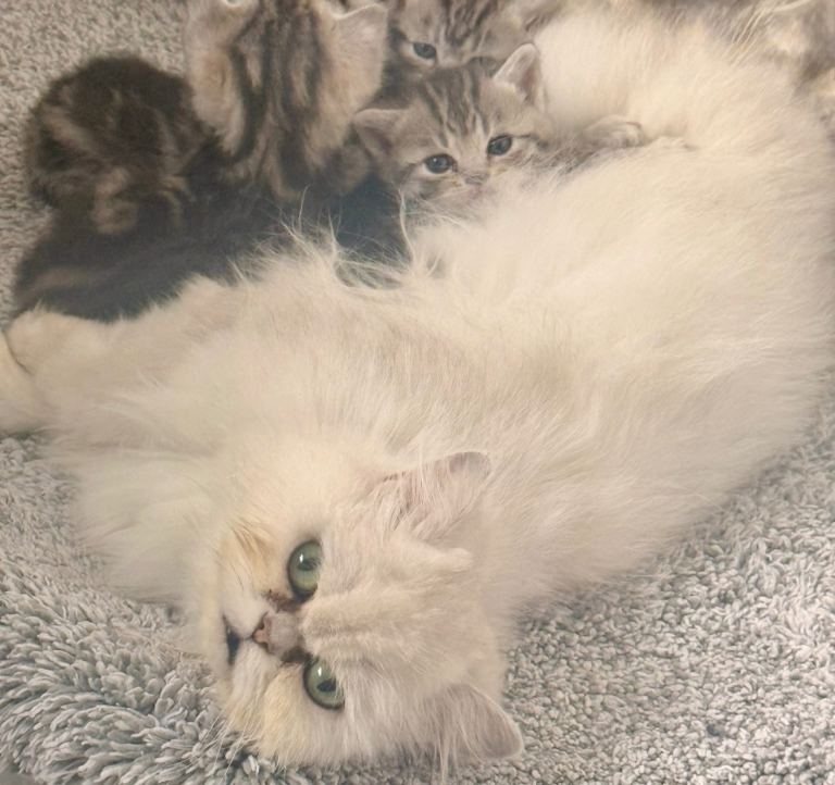 Half Persian kittens ready to leave 