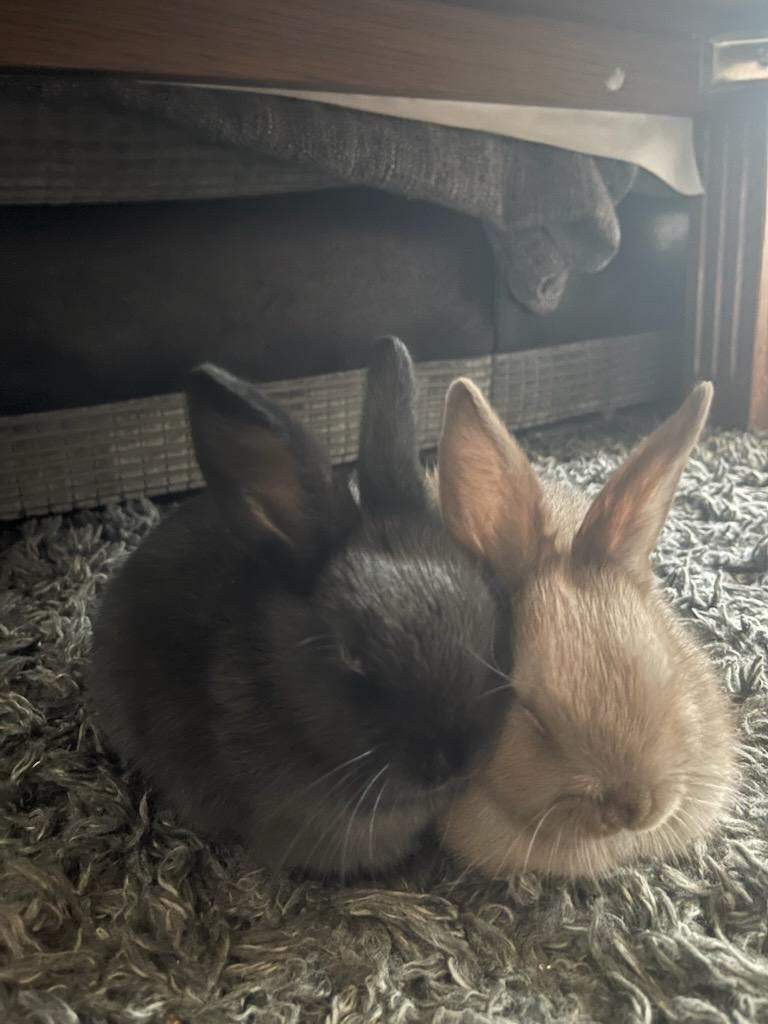 Dwarf Dutch Rabbits x 2 plus Hutch and accessories 