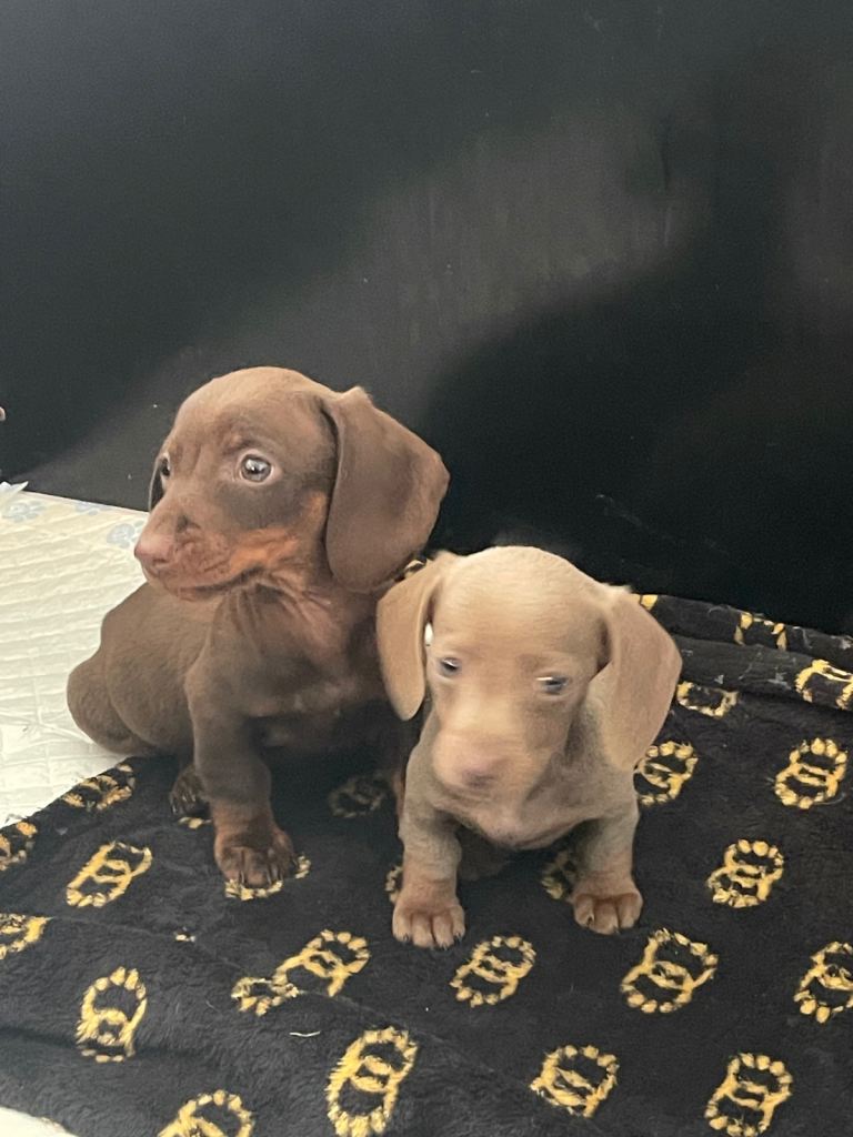 Miniature dachshund 