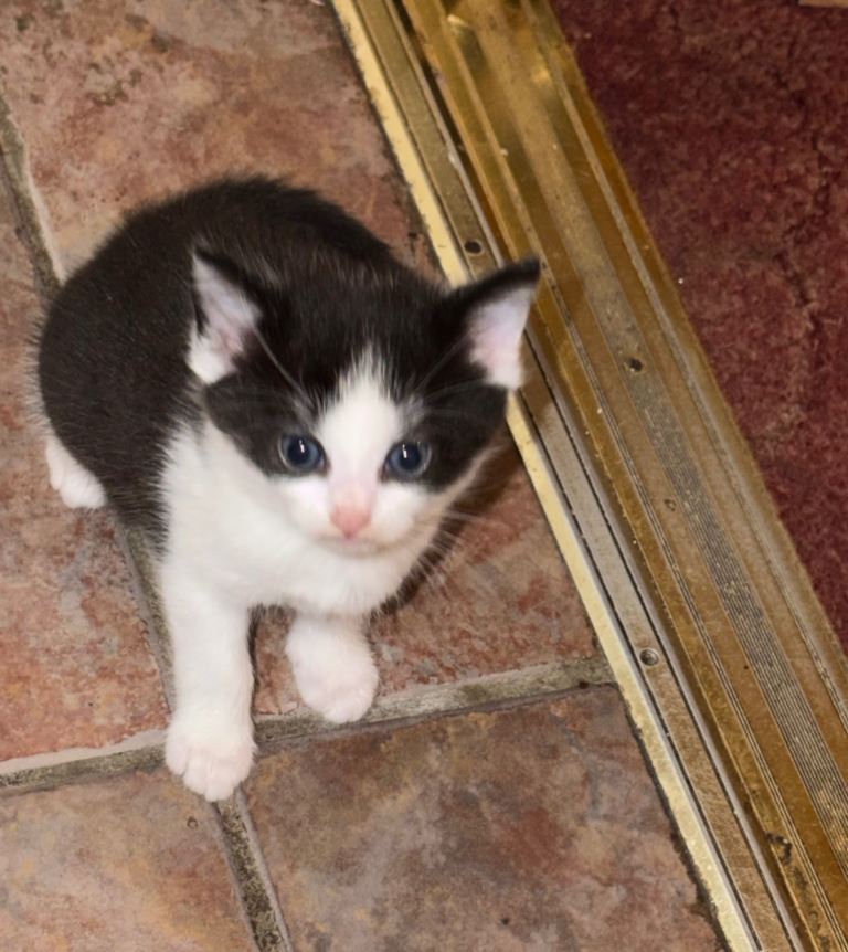 3 beautiful kittens (Norwegian forest cat mix) 