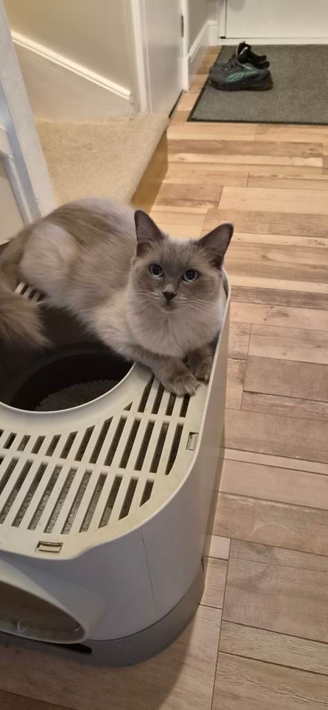 Ragdoll adult female