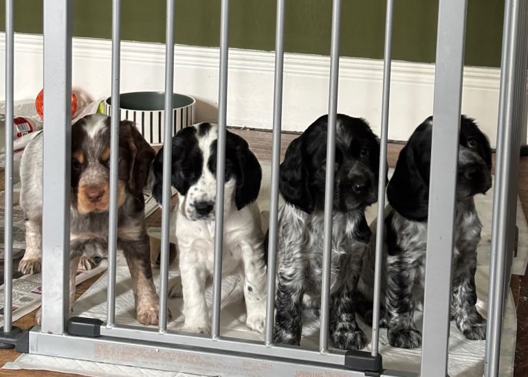 Cocker Spaniel Puppies