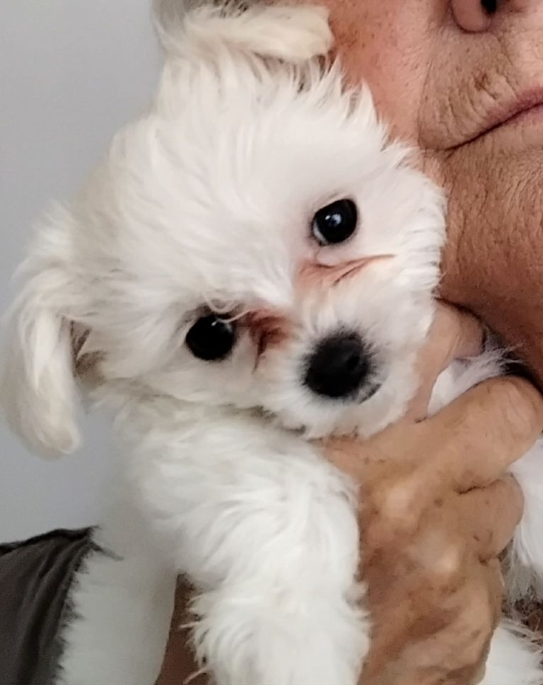 Brautiful Maltese / Bishon pups