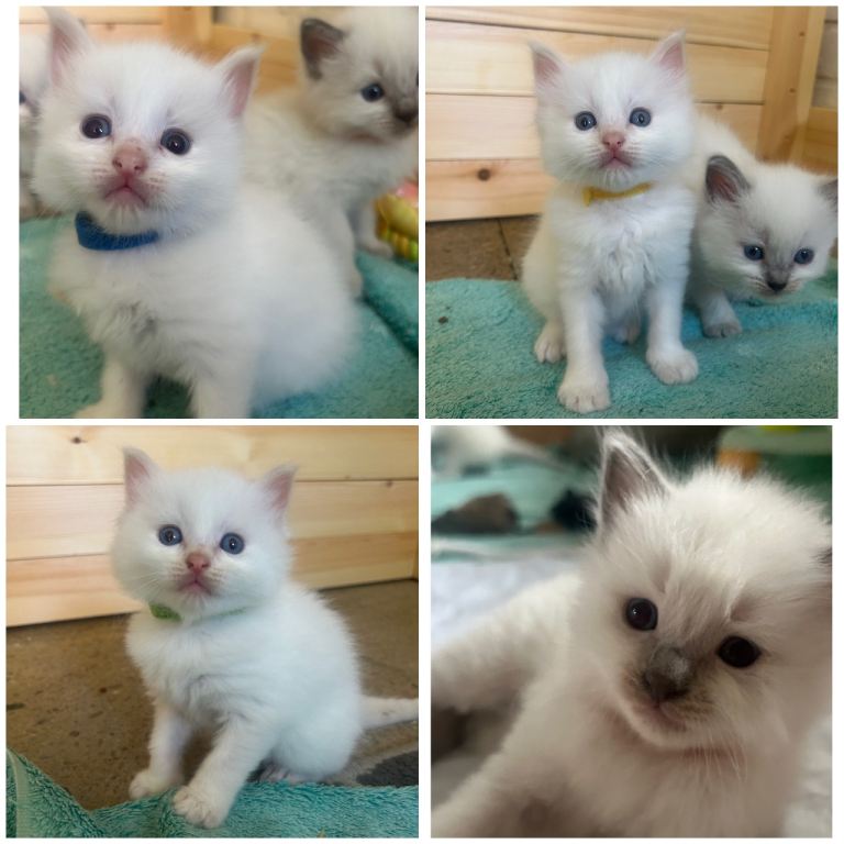 Beautful ragdoll kittens 