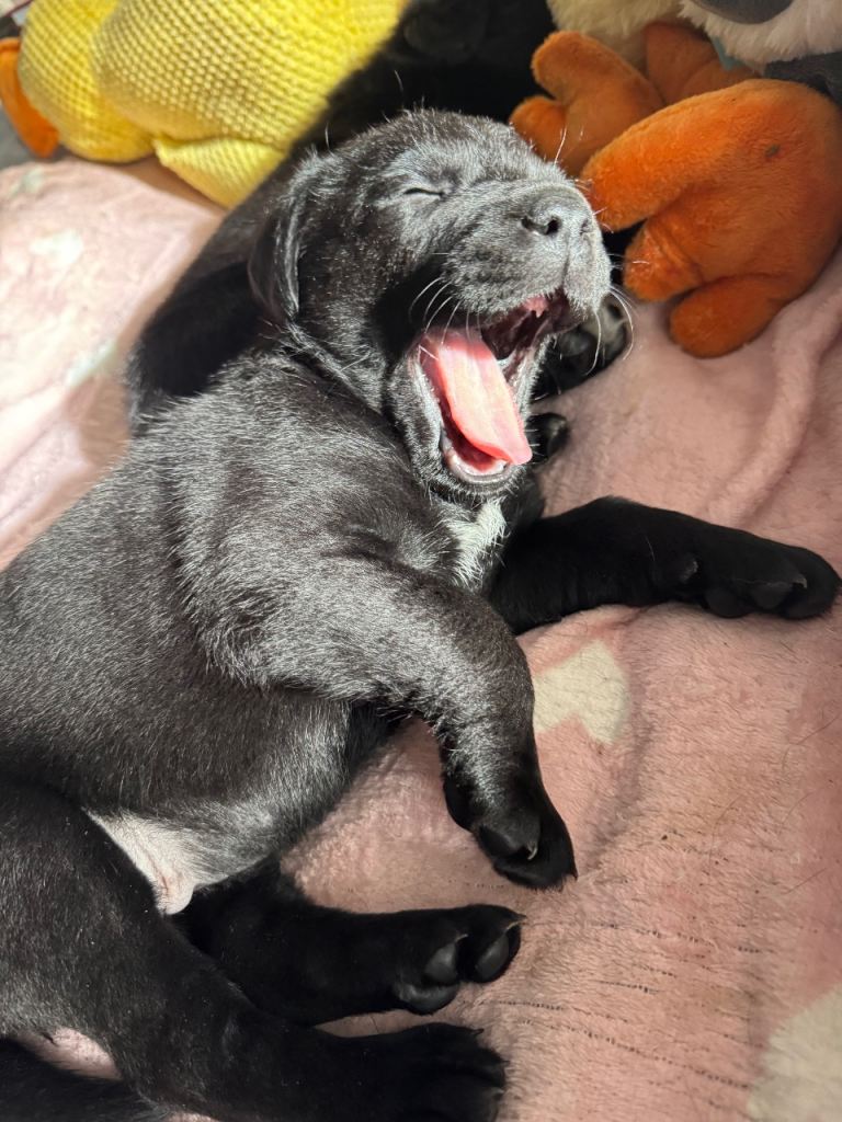  Labrador x German Shepherd Puppies
