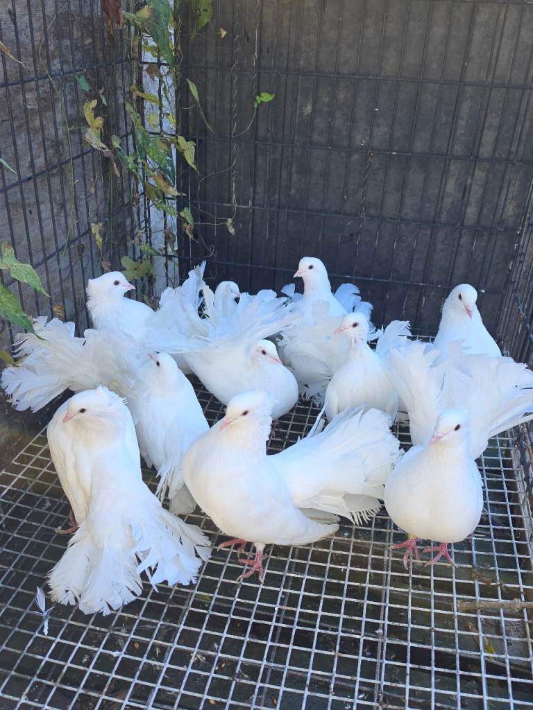 Pigeons 