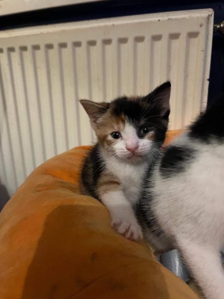 Gorgeous kittens looking for new home 