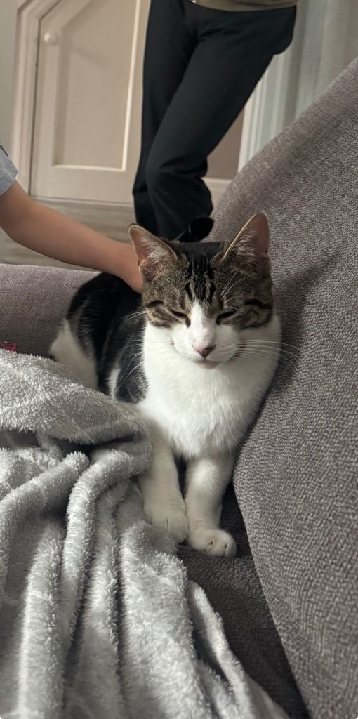 7 month old kitten 