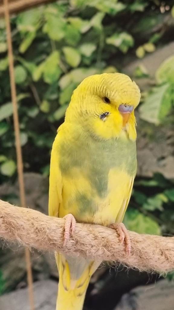Budgies for sale 