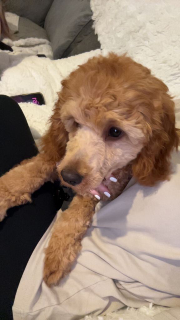 Cockapoo