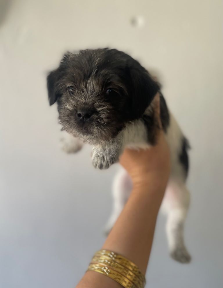3 Gorgeous Jack-Tzu Puppies In Chesterfield - Ready to leave