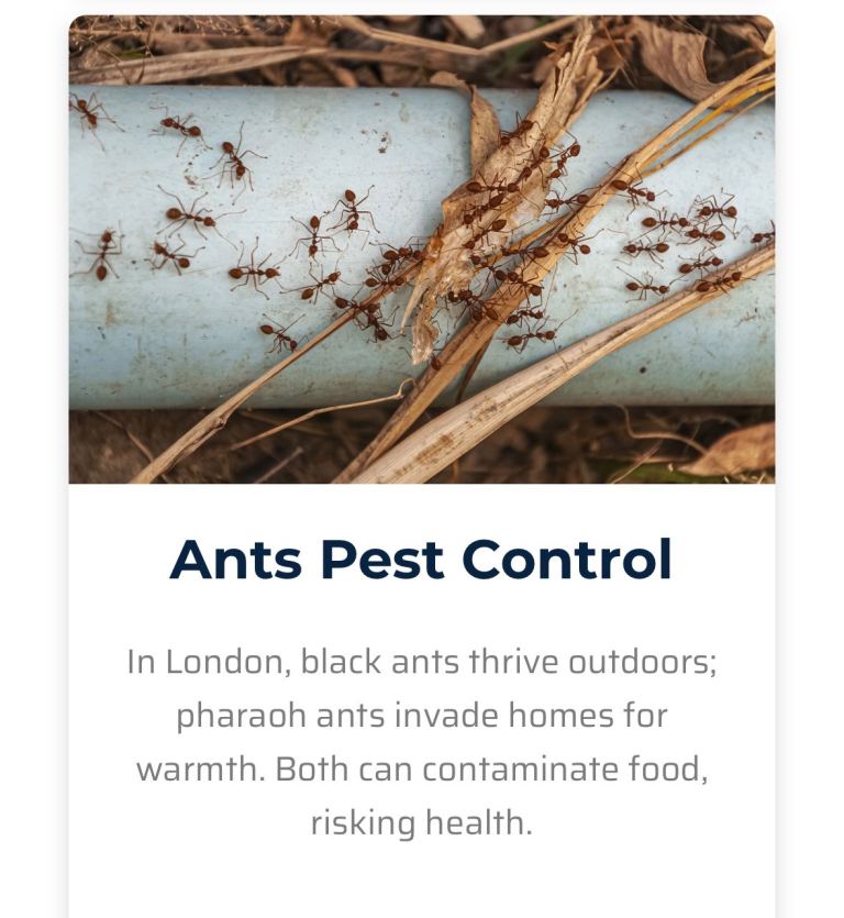 Rat mice mouse bedbugs cockroaches flees flies all pest control services