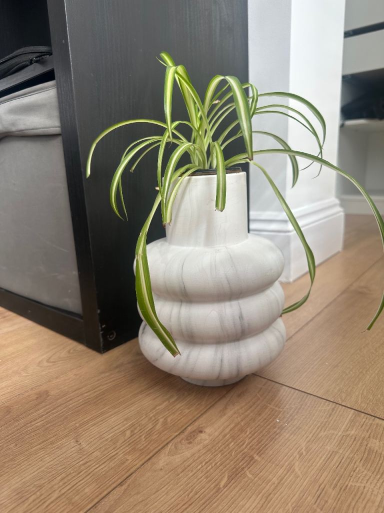 Spider plant £5