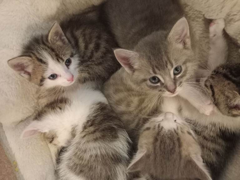 Kittens