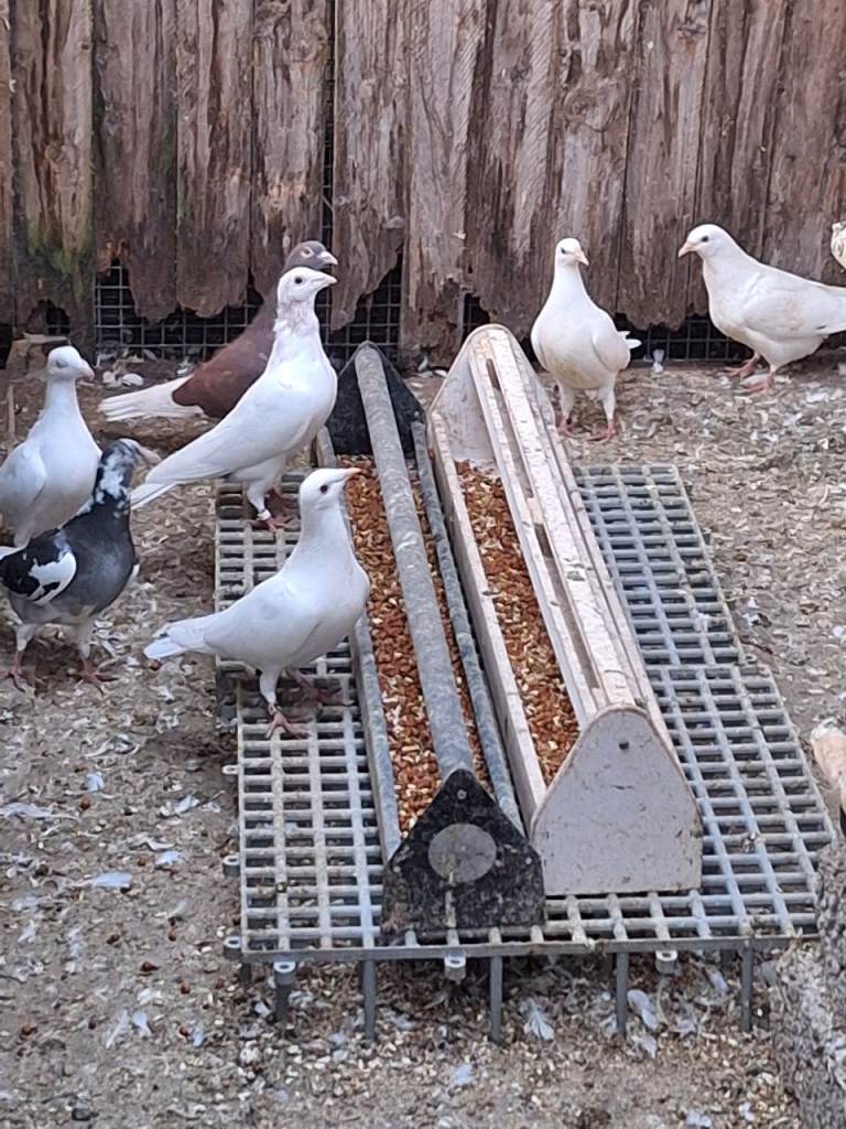 Coloured pigeons 