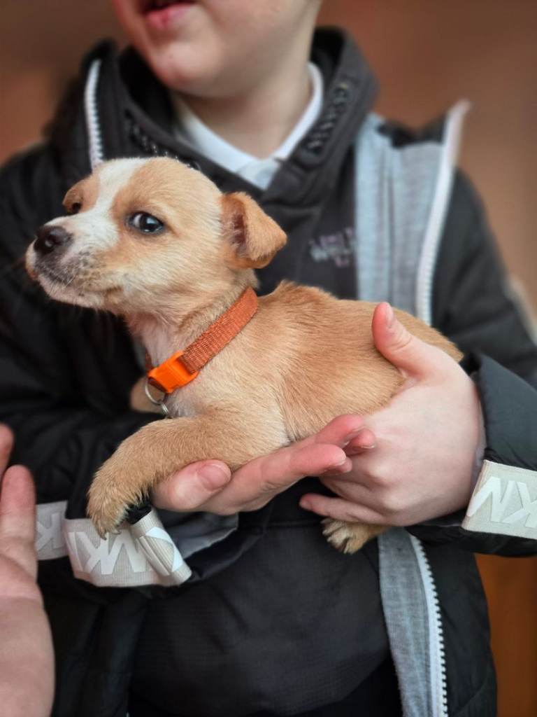 Jack russell pups looking for new homes